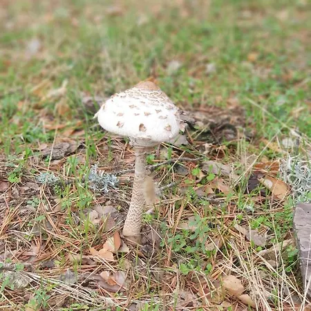 El Sitio Dom wakacyjny Trescasas