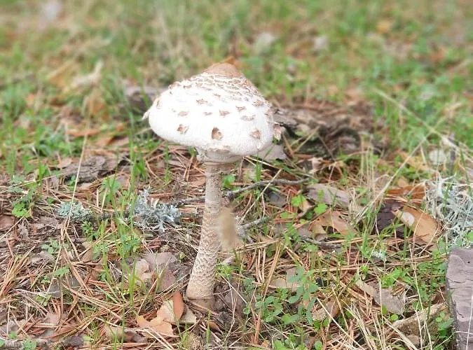 El Sitio 펜션 Trescasas